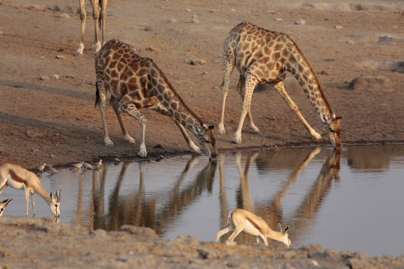 At the Water Hole 4 - Namibian Wildlife