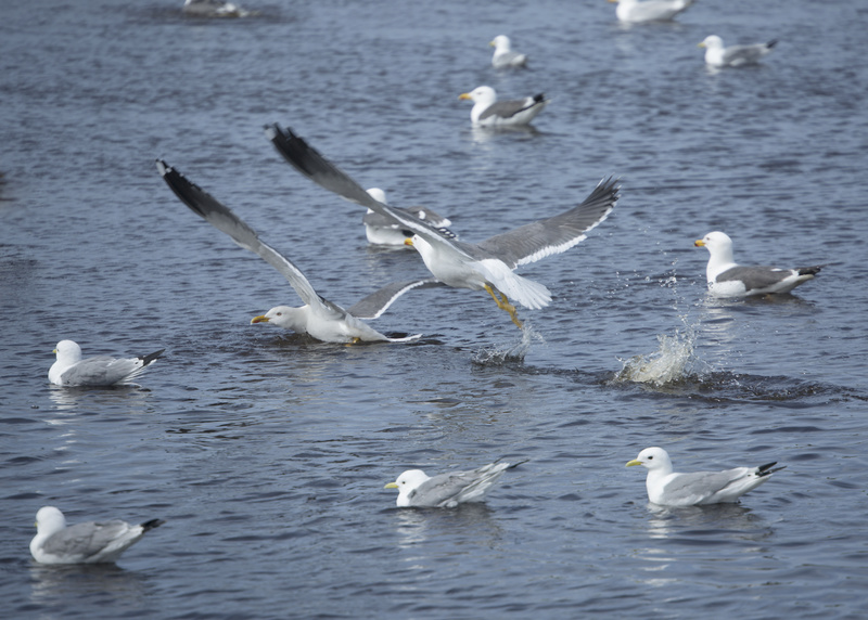 Gulls - Puffins and Friends