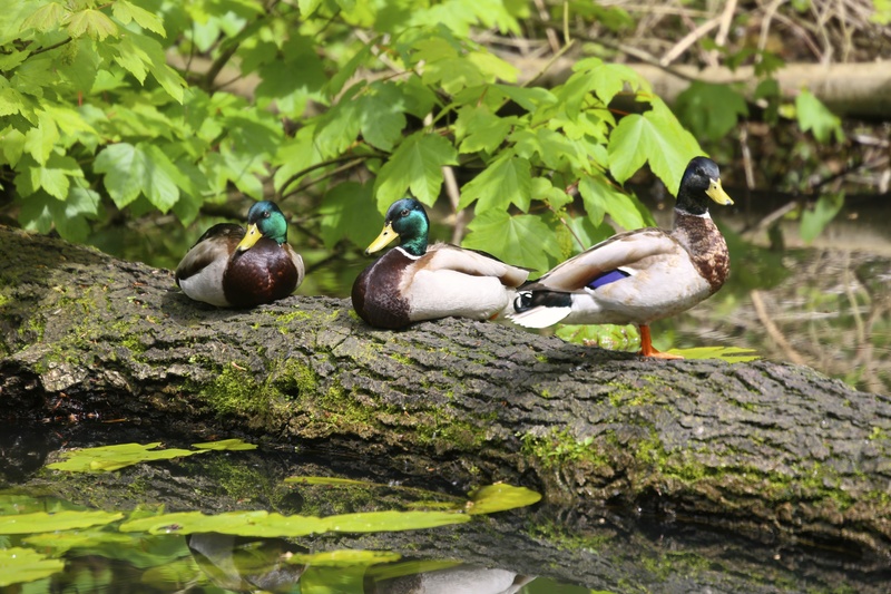 Resting - Urban Sanctuary
