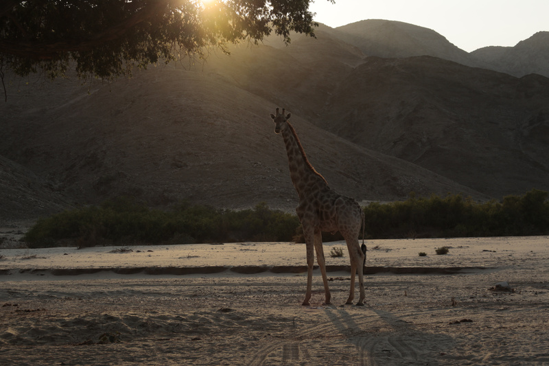 Giraffe Enjoying the Morning Rays - Namibian Wildlife