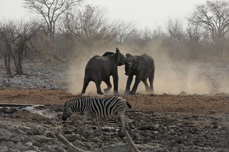 Young Bulls at Play - Namibian Wildlife