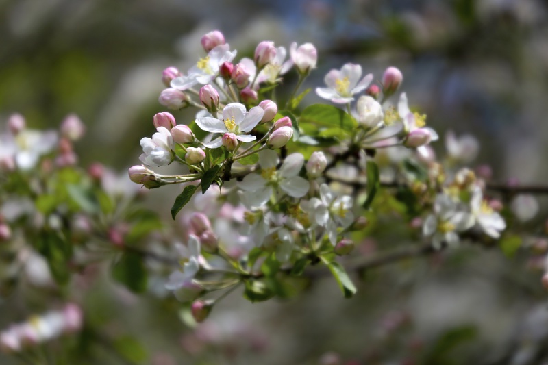 Blossom 2 - Urban Sanctuary