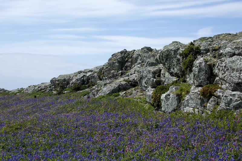 Floral Carpet 2 - Puffins and Friends