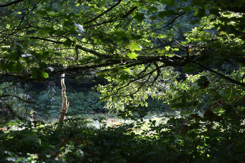 Light and Shade - Urban Sanctuary