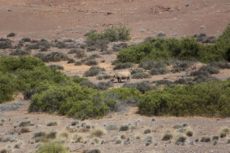 Black Rhino from Afar - Namibian Wildlife