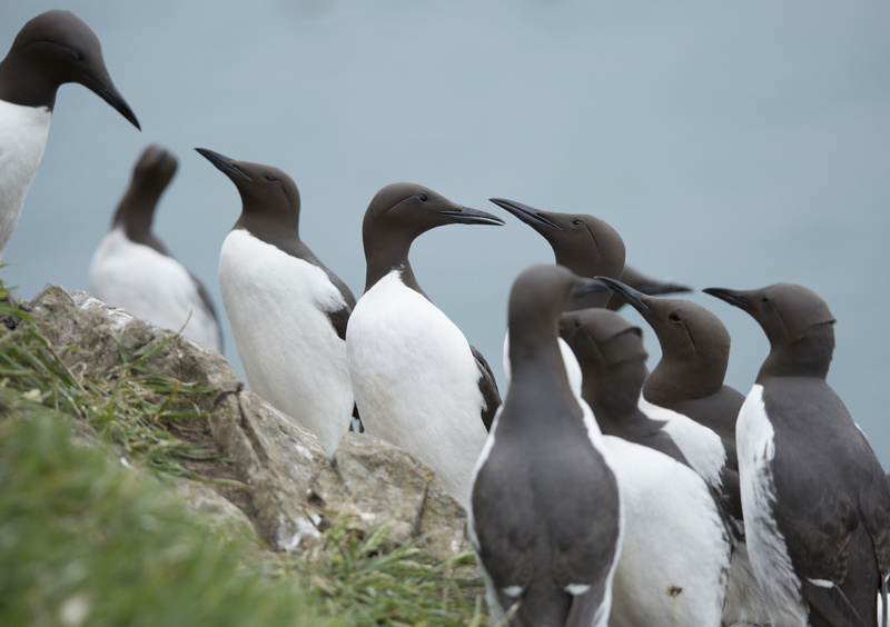 Guillemots 2 - Puffins and Friends