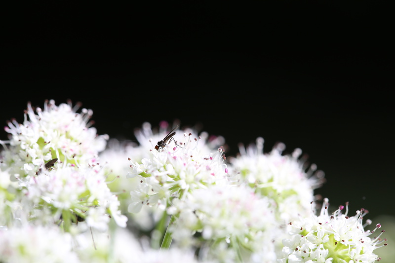 Insect and Flower - Urban Sanctuary
