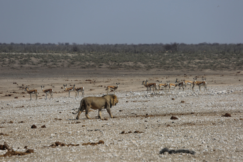 Lion on the Prowl - Namibian Wildlife