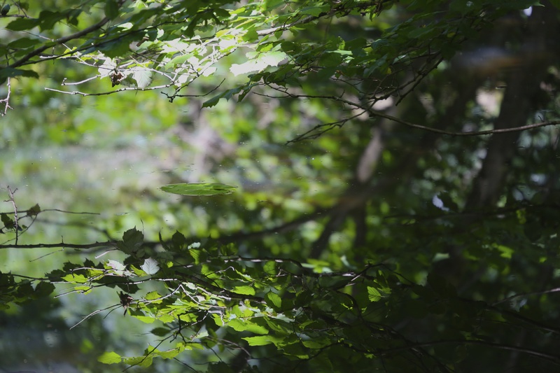 Reflection 2 - Urban Sanctuary
