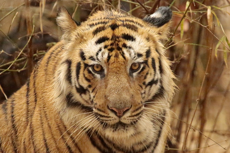  - Tiger! Tiger!