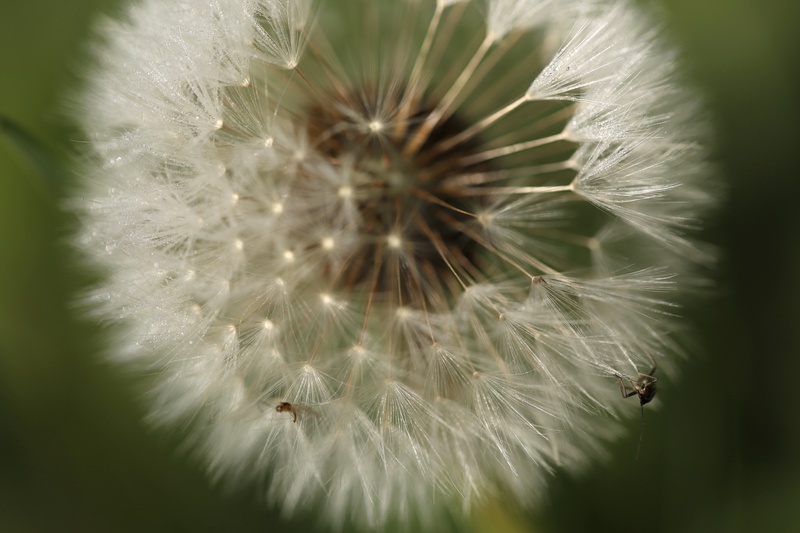 Dandelion 3 - Dandelion