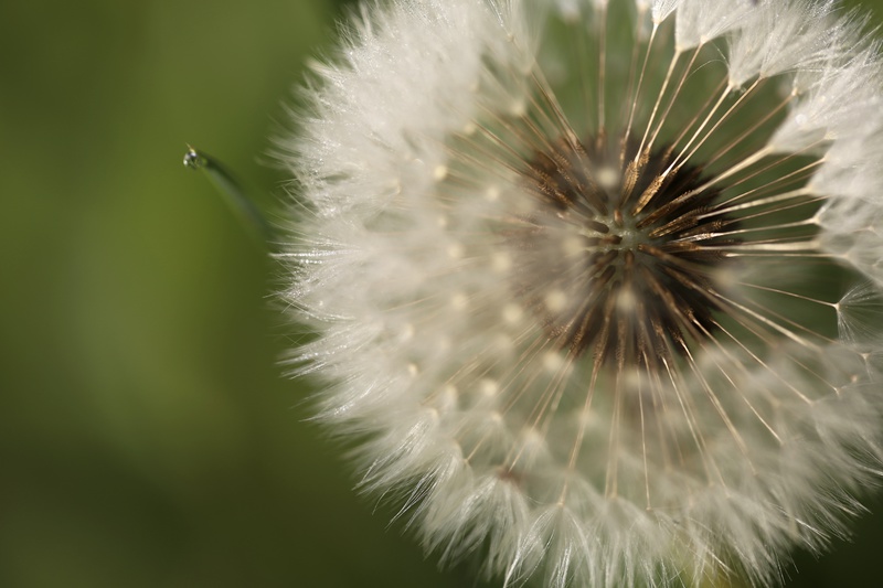 Dandelion 2 - Dandelion