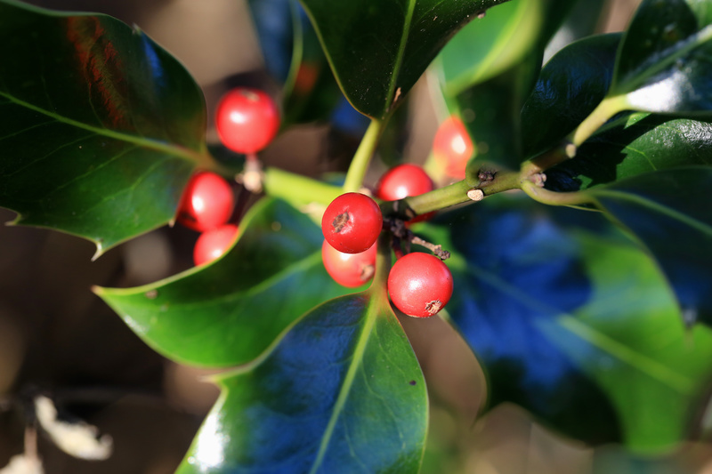 Holly Berries - Urban Sanctuary