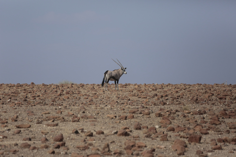 Oryx on the Horizon - Namibian Wildlife