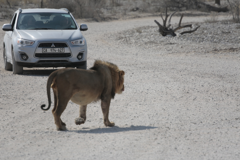 Saying Hello to the Game Watchers - Namibian Wildlife