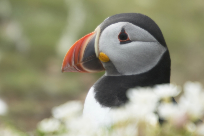 Puffin 6 - Puffins and Friends