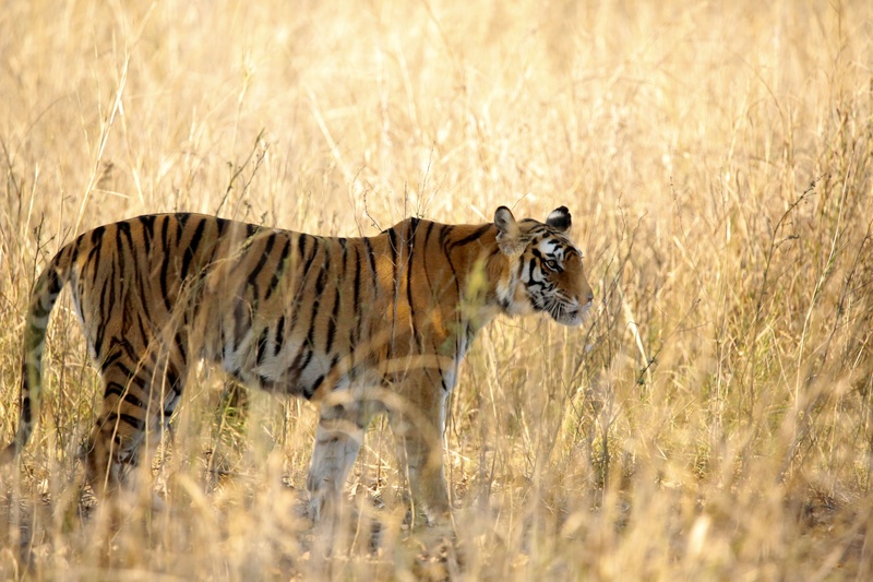  - Tiger! Tiger!