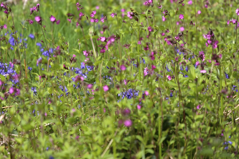 Spring Carpet 2 - Urban Sanctuary