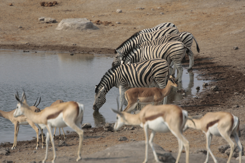 At the Water Hole 1 - Namibian Wildlife