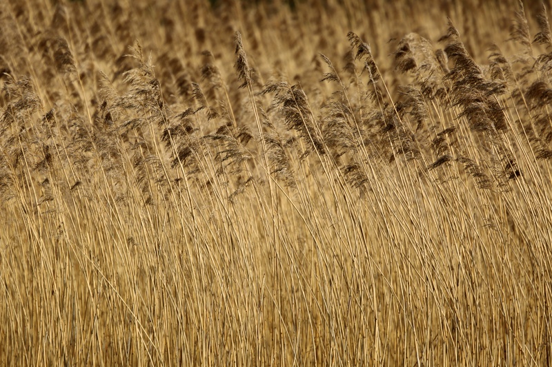 Reed 2 - Urban Sanctuary