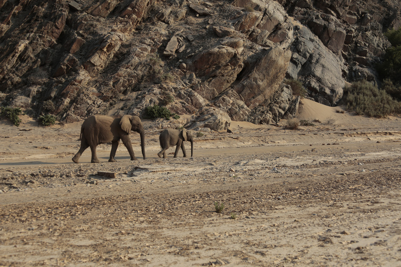 Mother and Calf Moving Down the Valley - Namibian Wildlife