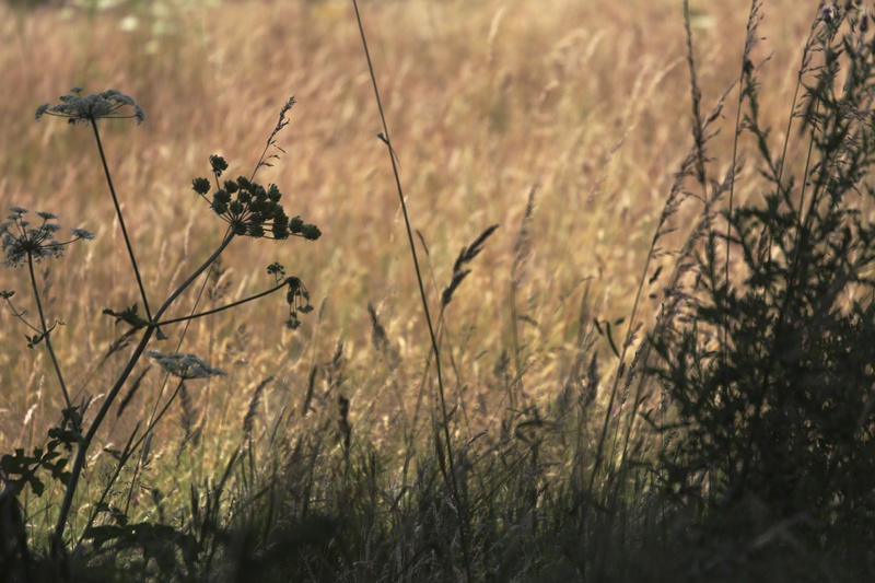 Meadow 2 - Urban Sanctuary