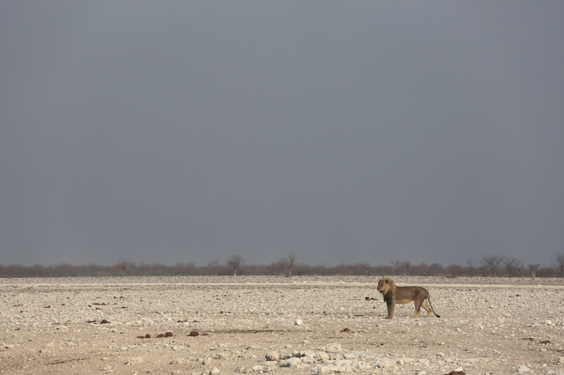 On the Look Out - Namibian Wildlife