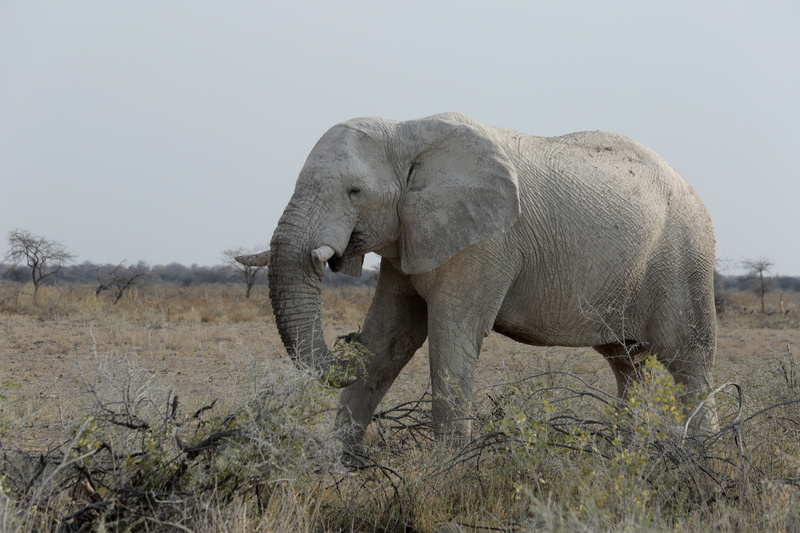 White Elephant on the Plain - Namibian Wildlife