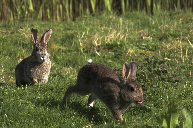 On the Hop - Urban Sanctuary