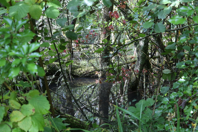 Early Autumn Wetland - Urban Sanctuary