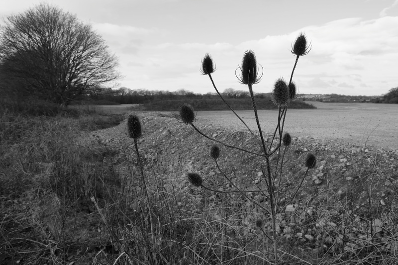 Flower Heads - Unloved Cardiff