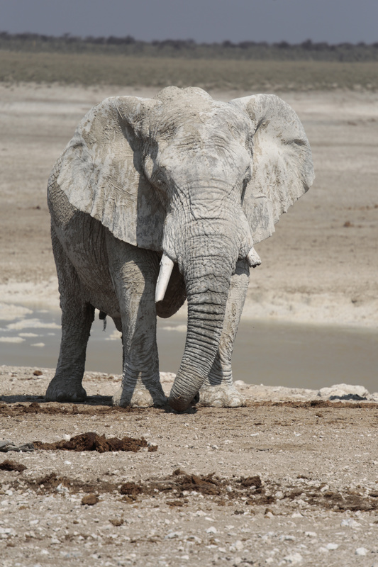 Old Man of Etosha - Namibian Wildlife
