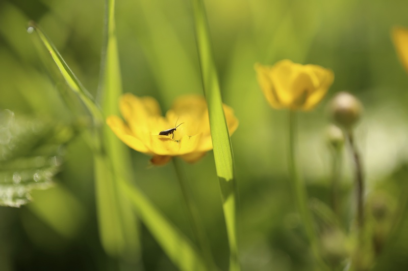 Buttercup - Urban Sanctuary