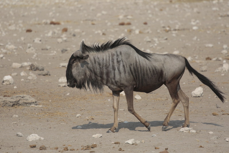 Lone Wildebeest - Namibian Wildlife