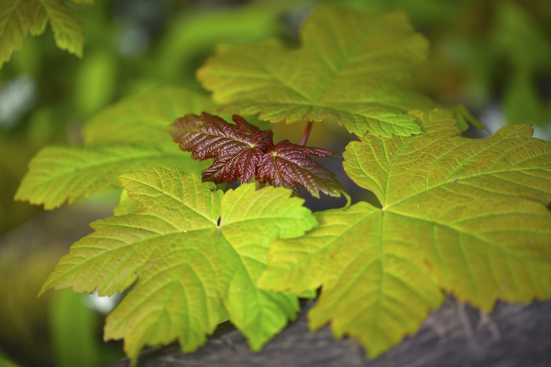Spring Leaf 2 - Urban Sanctuary