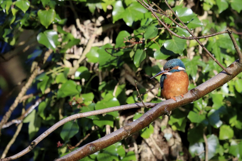 Feathered Jewel - Urban Sanctuary