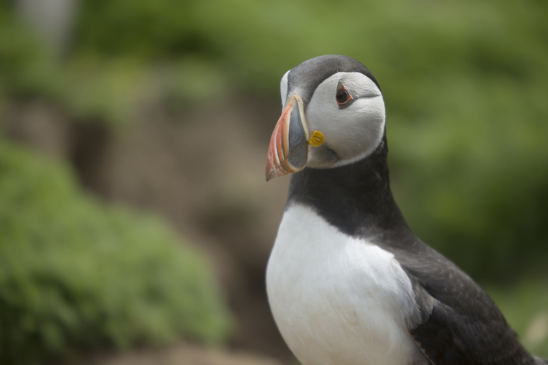 Puffin 1 - Puffins and Friends