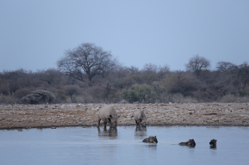 Evening Drink - Namibian Wildlife