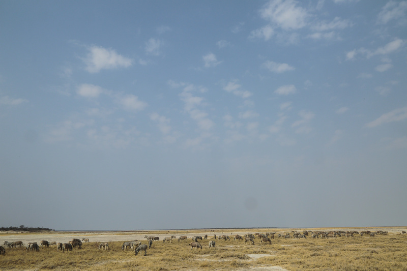 Open Expanse - Namibian Wildlife