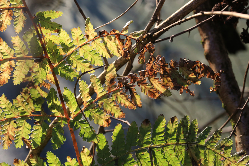 Winter Fern - Urban Sanctuary
