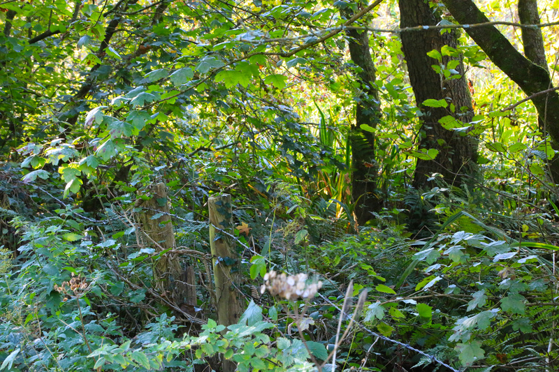 September - Fence Posts