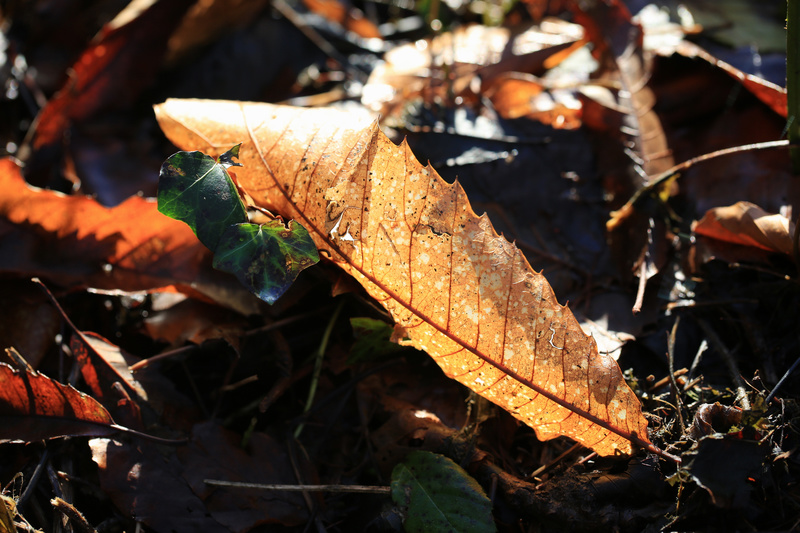 Winter Leaves 4 - Urban Sanctuary