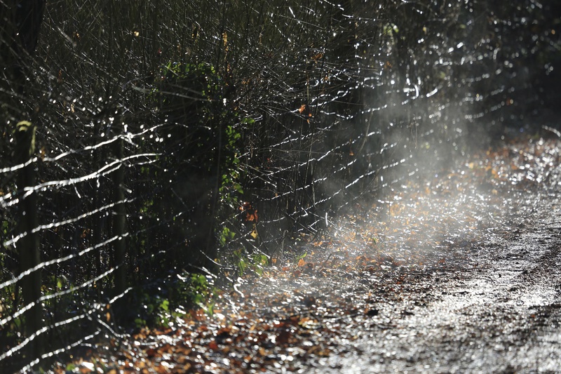Morning Mist - Urban Sanctuary