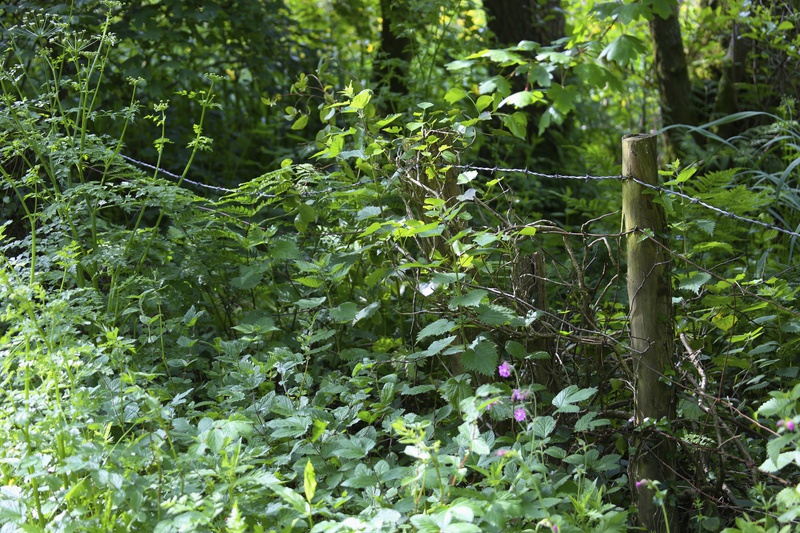 June - Fence Posts