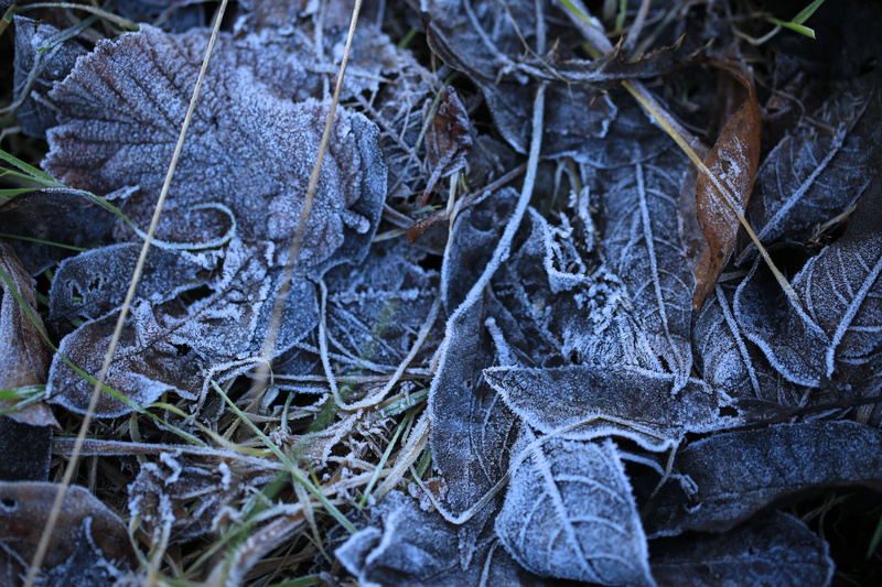 Winter Leaves 3 - Urban Sanctuary