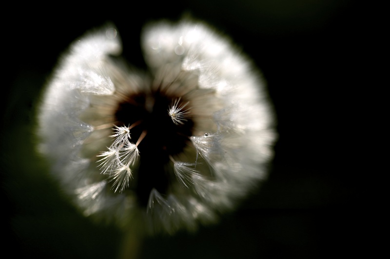 Dandelion 7 - Dandelion