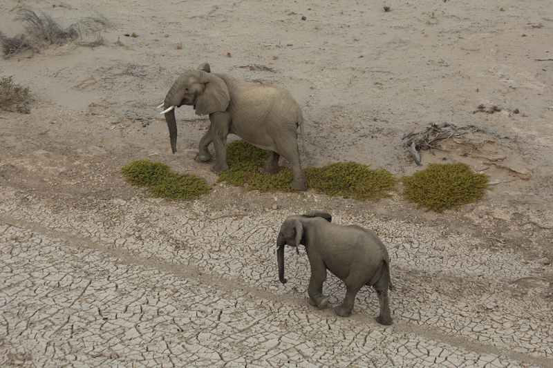 Desert Elephants from the Hill - Namibian Wildlife