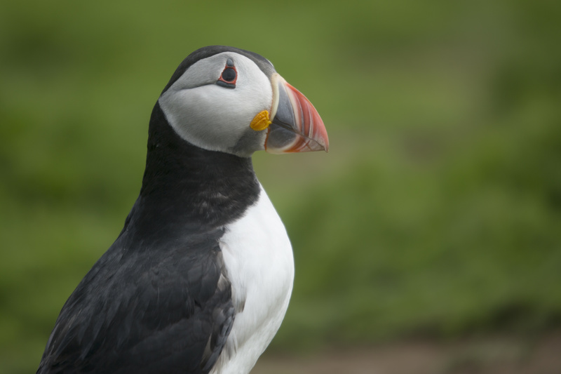 Puffin 2 - Puffins and Friends