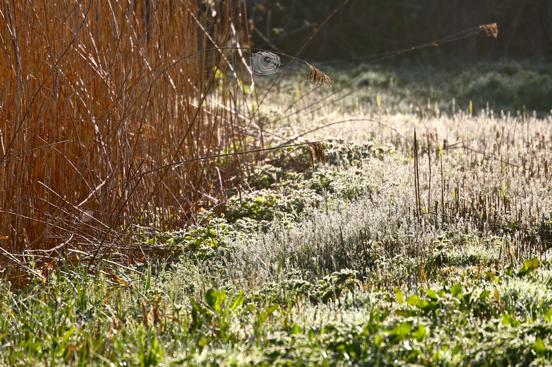 Dew and Web - Urban Sanctuary