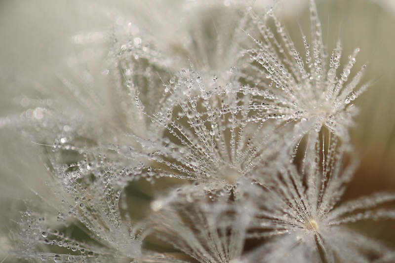 Dandelion 6 - Dandelion